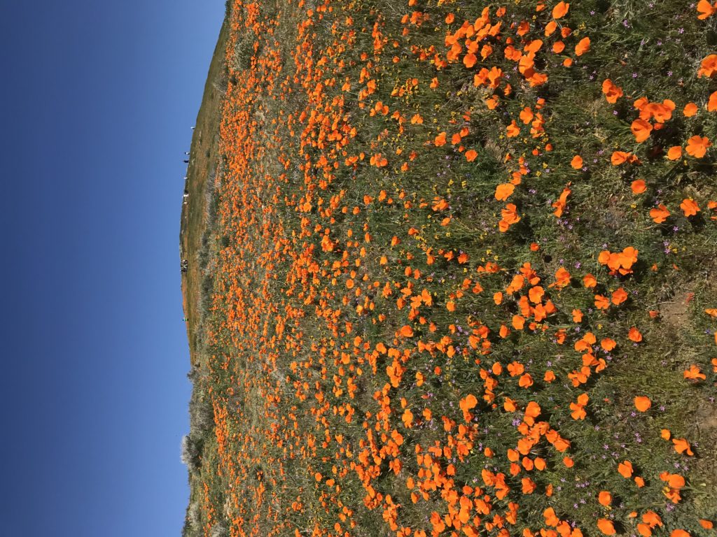 Day Trip to Antelope Valley California Poppy Reserve - The Blog of Alan ...